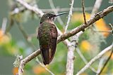 Fawn-breasted Brilliant